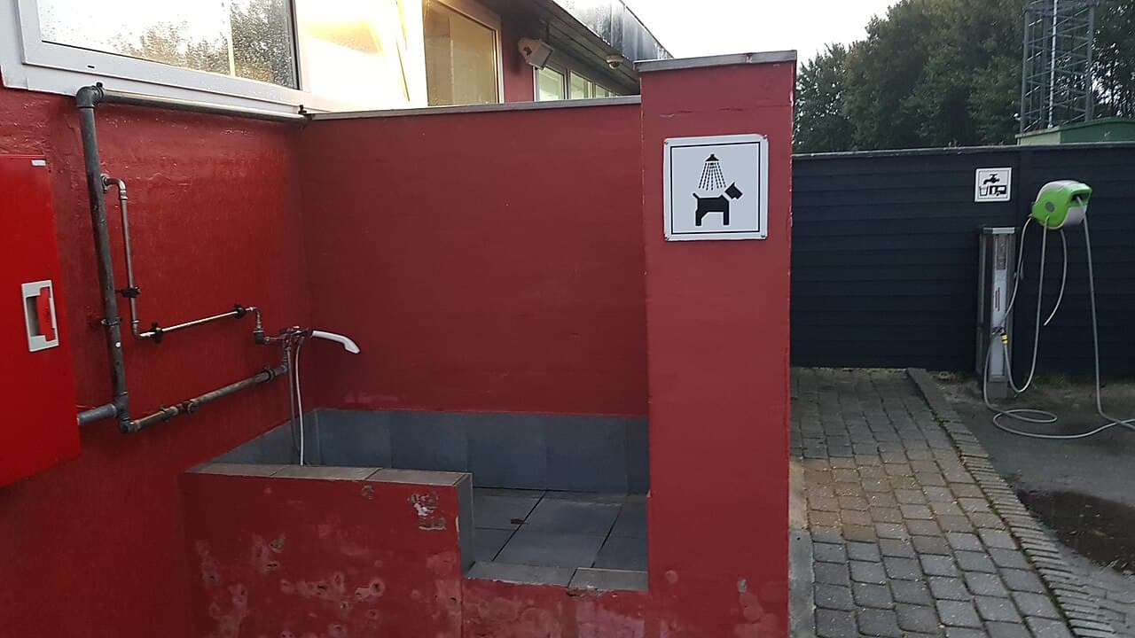 Perro mediano